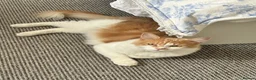 Ragdoll cats for sale: 9-Month-Old Ragdoll x Persian Loving Home Wanted in Colchester - Advert 3