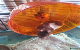 Hamster rodents for sale: 'Oreo' Syrian Hamster + Home/Accessories  - Image 3