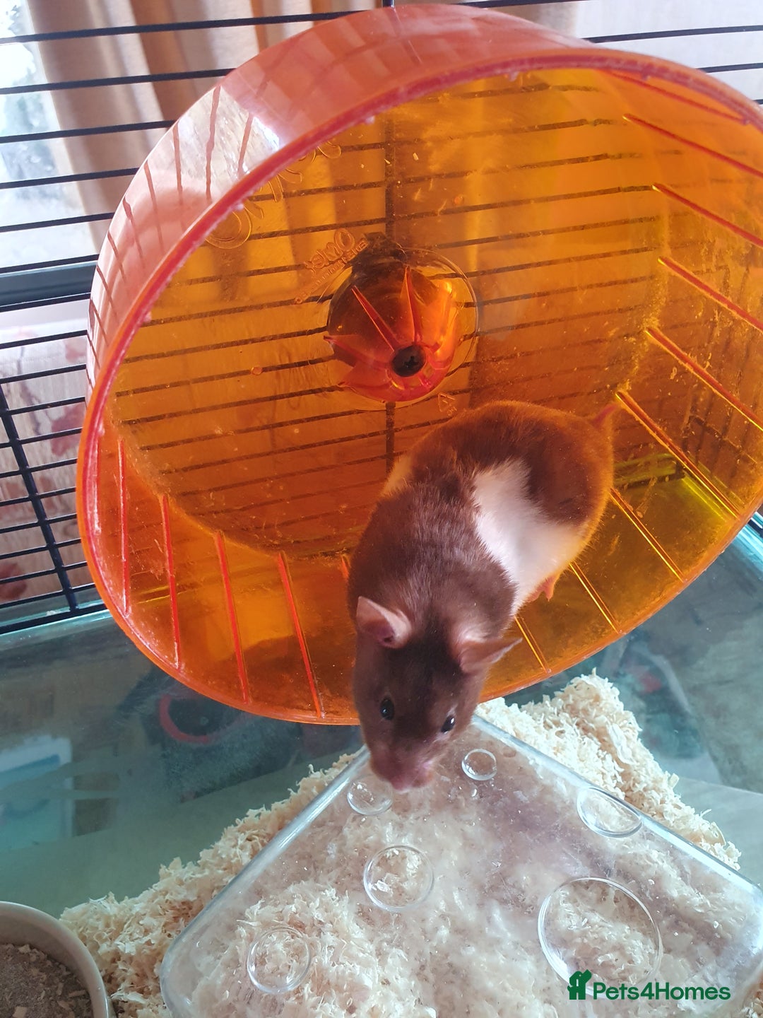 Hamster rodents for sale: 'Oreo' Syrian Hamster + Home/Accessories  - Image 3