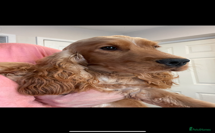 Cocker Spaniel dogs - Advert 16