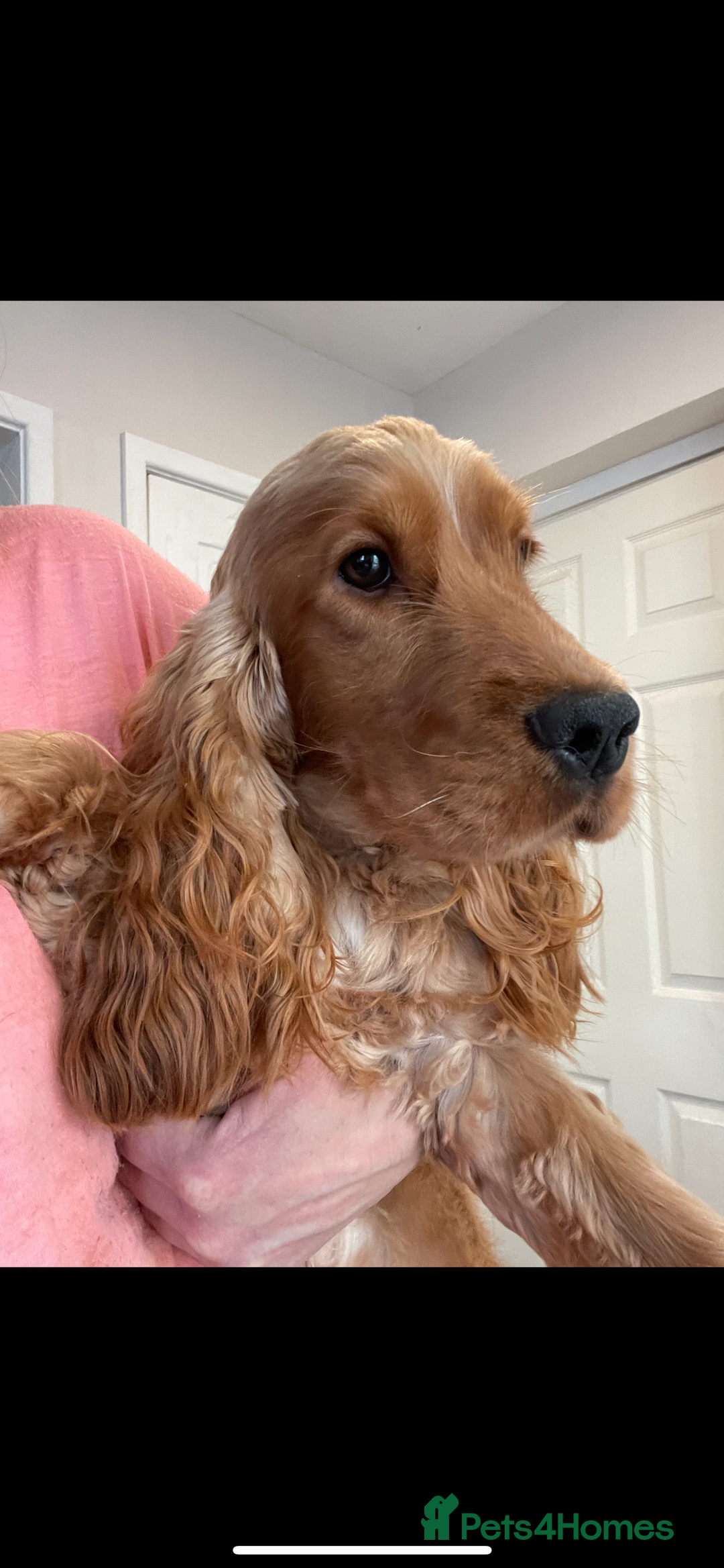 Cocker Spaniel dogs for sale: Golden show type Cocker spaniel male  - Image 1