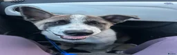 Akita dogs for sale: Male Akita  - Advert 4