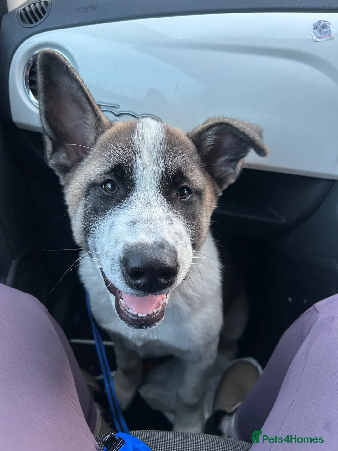 Akita dogs for sale: Male Akita  - Advert 4