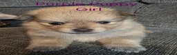 Pomeranian dogs for sale: 3 Beautiful pomeranian puppies for sale - Advert 17