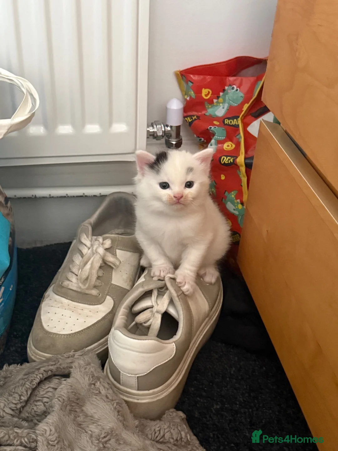Mixed Breed cats for sale: Kitten for sale  - Advert 1