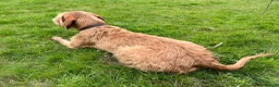 Hungarian Vizsla dogs for sale: Wire haired Hungarian Viszla  - Advert 14