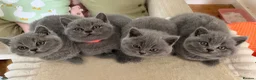British Shorthair cats for sale: Chunky teddy bear GCCF British shorthair  - Advert 19