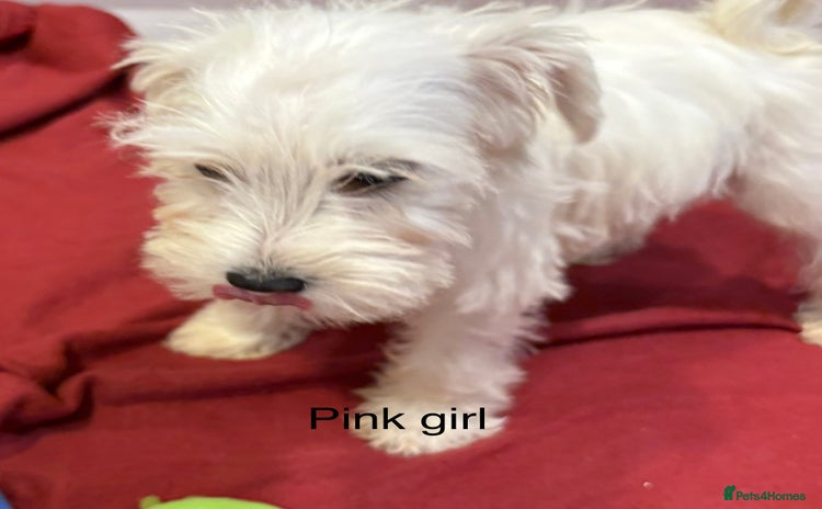Schnoodle dogs - Advert 1