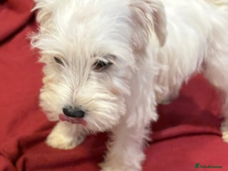 Schnoodle dogs - Advert 27