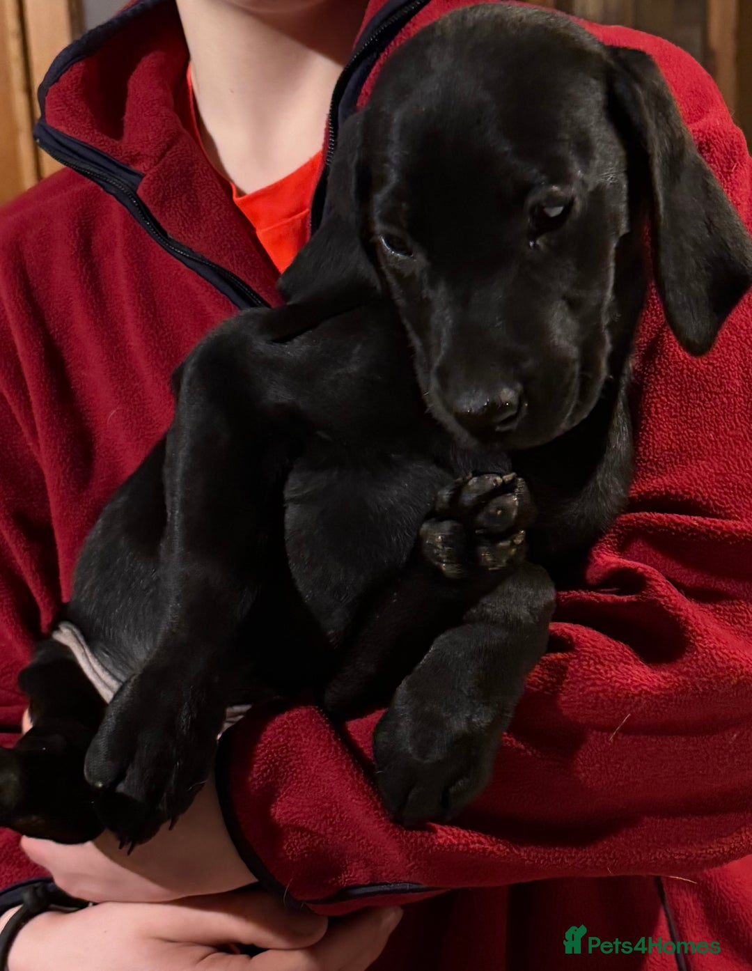 Mixed Breed dogs for sale: German Pointer x Labrador Pups - Advert 6