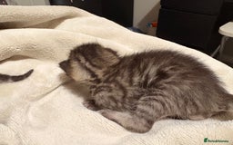 Bengal cats for sale: 5 bengal kittens  - Image 8