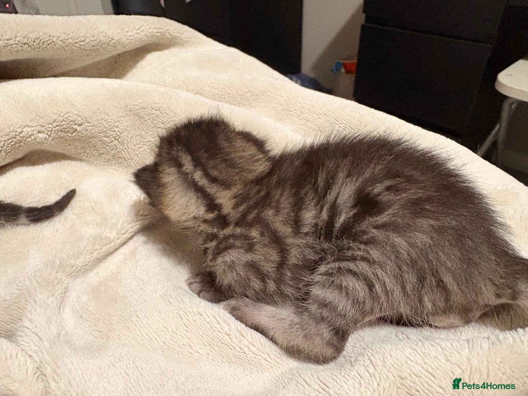 Bengal cats for sale: 5 bengal kittens  - Image 8