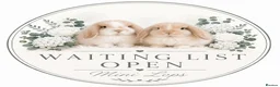 Mini Lop rabbits for sale: 🤍 Vaccinated Purebred Mini Lops 🤍  - Advert 1