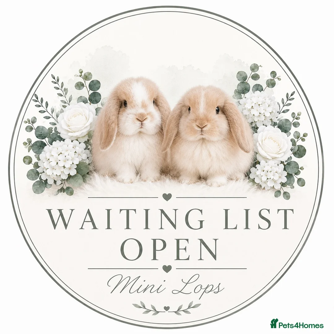 Mini Lop rabbits for sale: 🤍 Vaccinated Purebred Mini Lops 🤍  - Advert 1