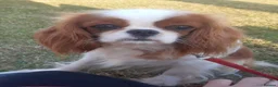 Cavalier King Charles Spaniel dogs for sale: Health tested KC registered cavalier - Advert 2
