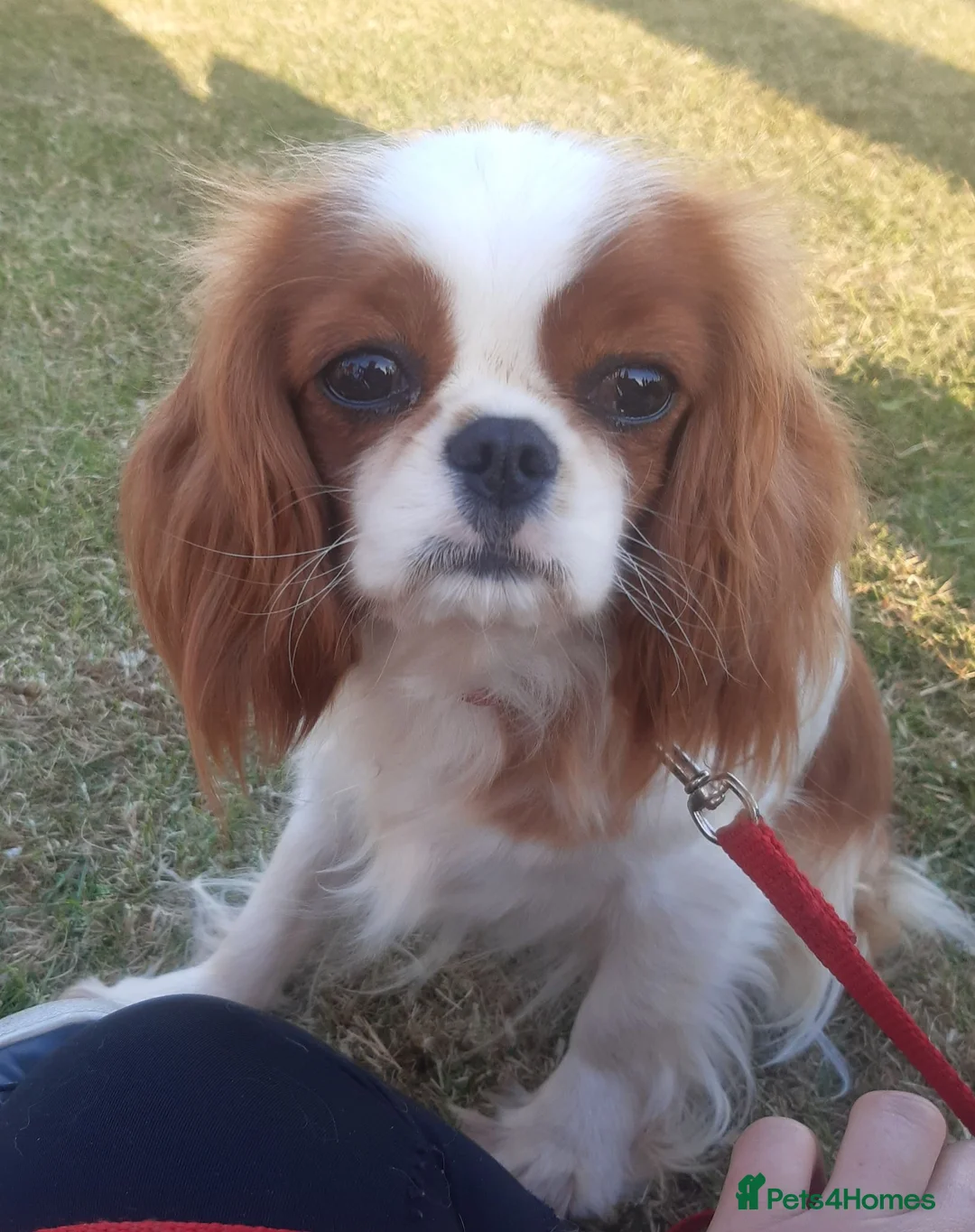 Cavalier King Charles Spaniel dogs for sale: Health tested KC registered cavalier - Advert 2