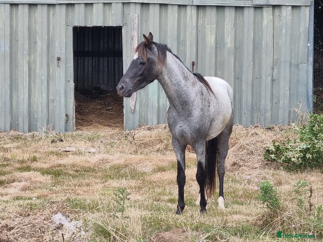 Arabian horse horses for sale: 2 yr old blue roan colt. Arab x welsh. Quick sale - Image 7