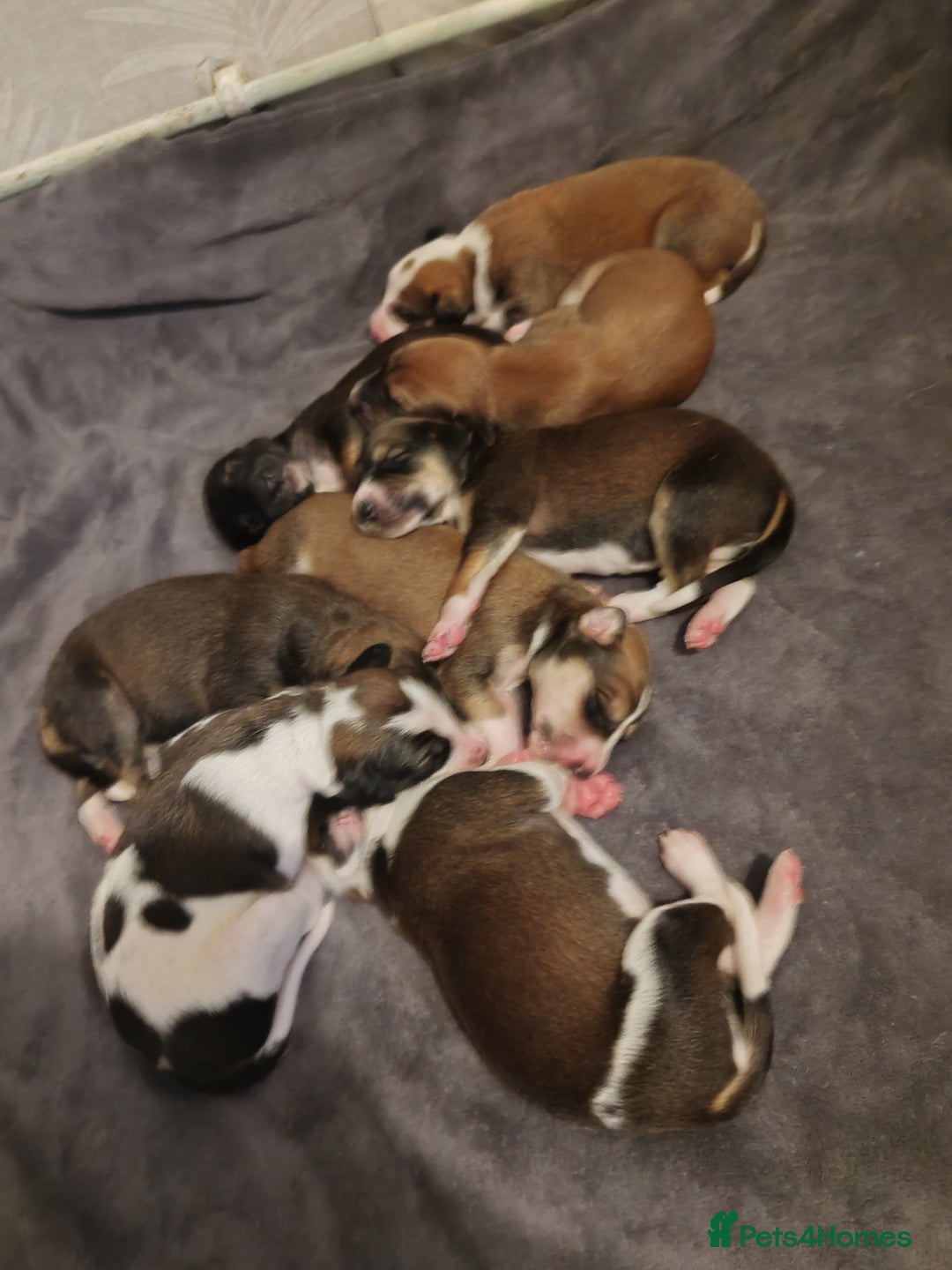 Saluki dogs for sale: Saluki pups  - Image 2