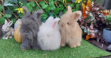Angora rabbits - Advert 13