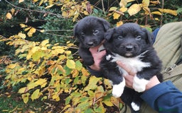 Border Collie dogs for sale: Border Collie Puppies Top Quality! - Image 3