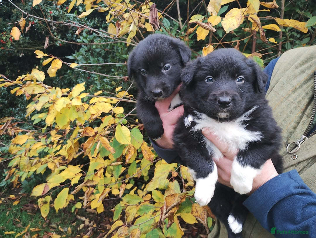 Border Collie dogs for sale: Border Collie Puppies Top Quality! - Image 3