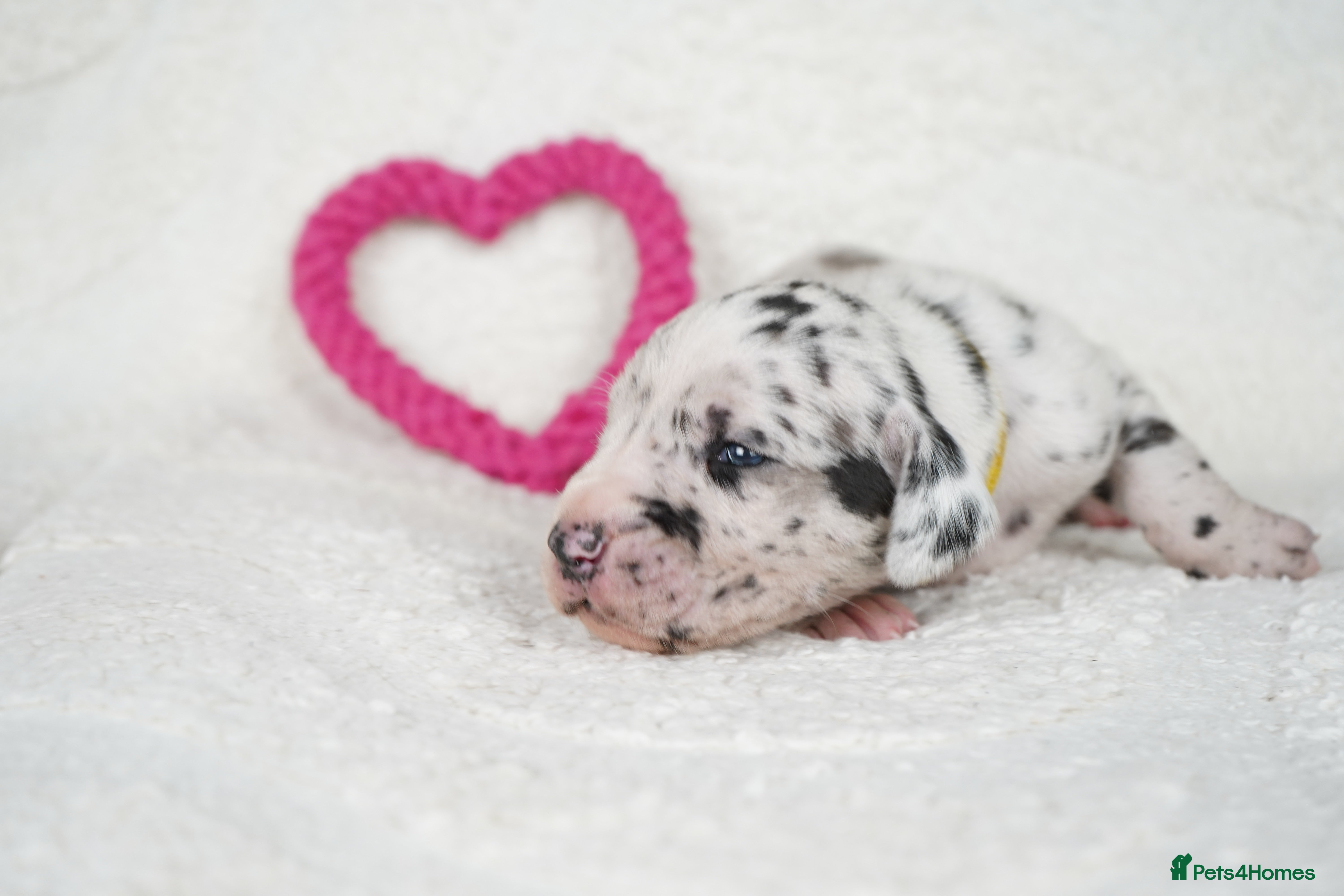 Great Dane dogs Health Tested KC reg Great Dane puppies - Advert 6