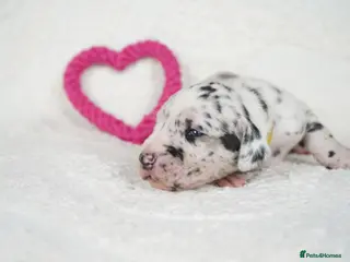 Great Dane dogs Health Tested KC reg Great Dane puppies - Advert 6