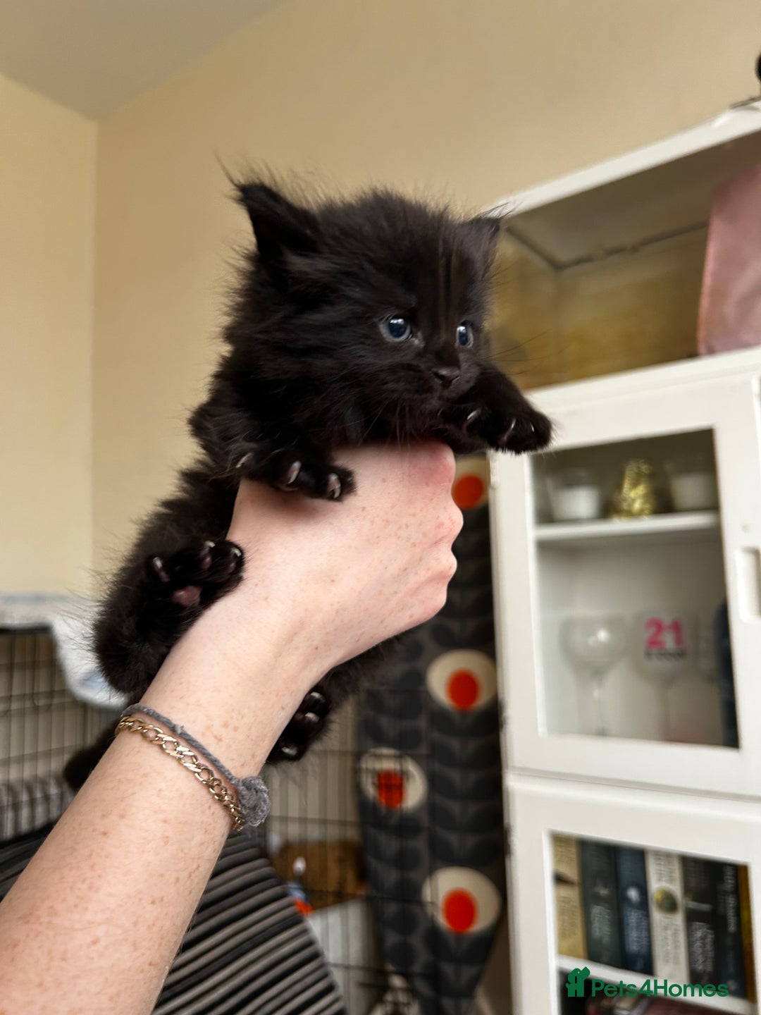 Maine Coon cats for sale: Black smoked boy  - Image 19