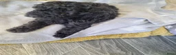 Poodle dogs for sale: Black poodle boy  - Advert 6