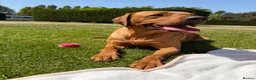 Cockerdor dogs for sale: 🐾 9 BEAUTIFUL COCKERDOR PUPPIES FOR SALE 🐾 - Advert 7