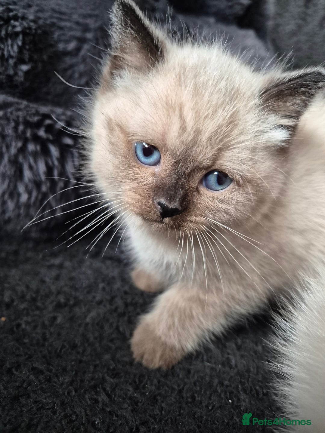 Snowshoe cats for sale: Pedigree Tica reg seal point snowshoe boy  - Advert 18