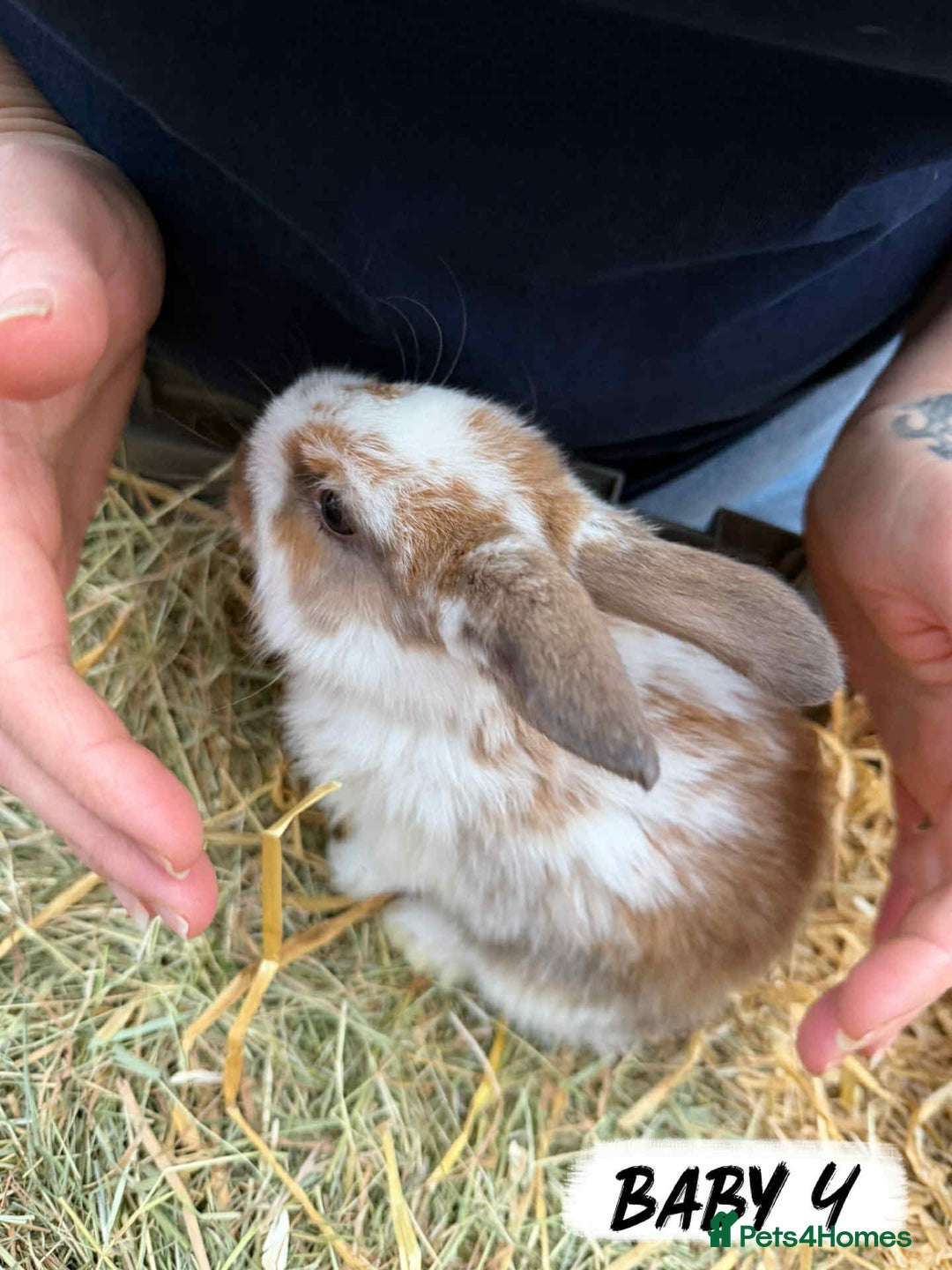 Mixed Breed rabbits for sale: Rabbits looking for forever homes! - Advert 5