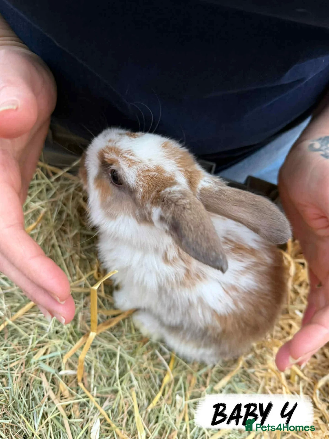 Mixed Breed rabbits for sale: Rabbits looking for forever homes! - Advert 5