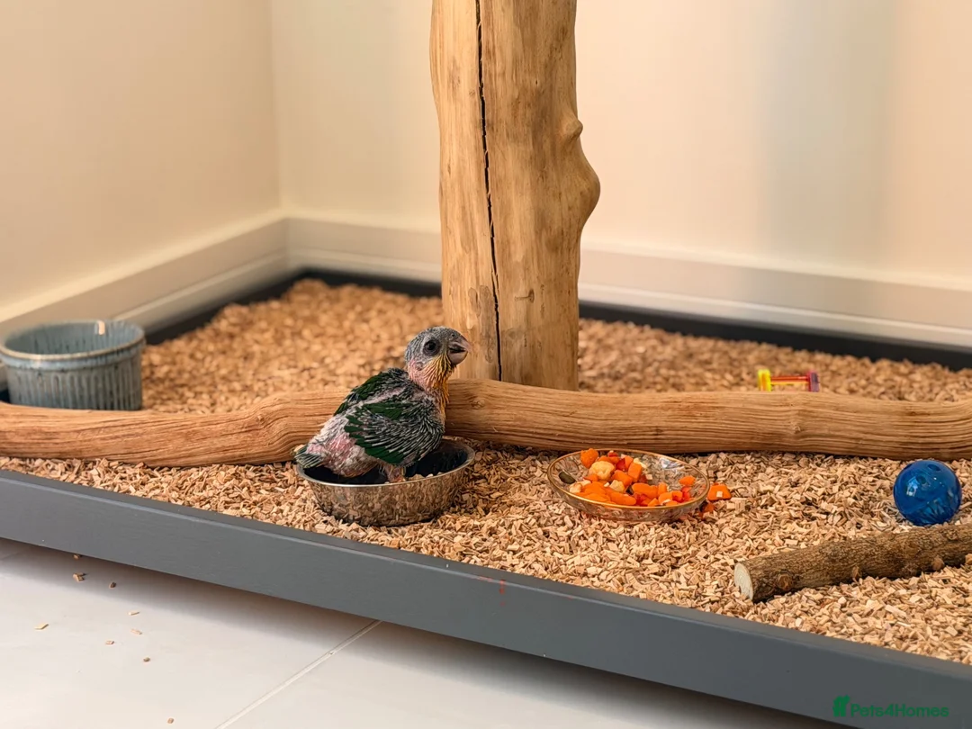 Parrots birds for sale: Silly Tame Pallid Black Headed Caique - Advert 2