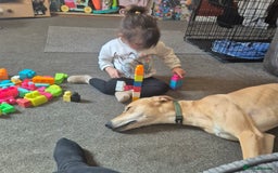 Lurcher dogs for stud: Beautiful lurcher for stud  - Image 2