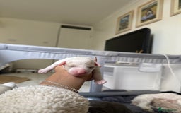 Poochon dogs for sale: x3 Poochon Girls Available (price negotiable) - Image 3