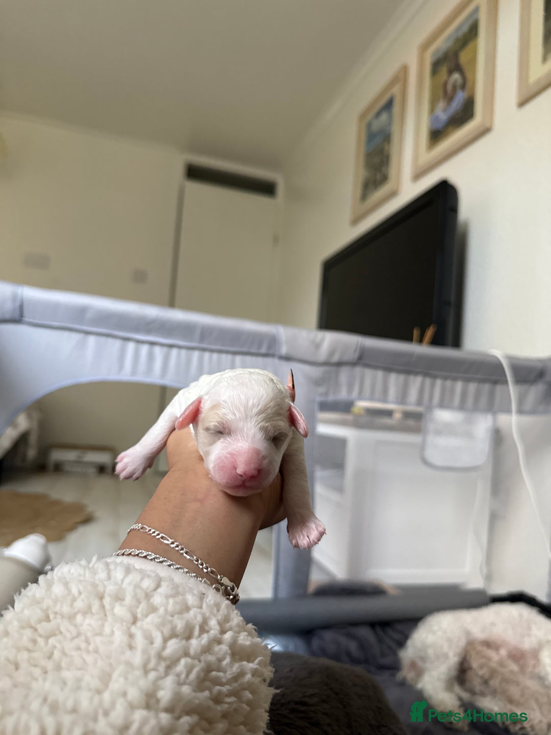 Poochon dogs for sale: x3 Poochon Girls Available (price negotiable) - Image 3