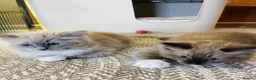 Ragdoll cats for sale: Quality Ragdoll Kittens 🩷 Ready Now  - Advert 28