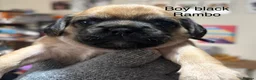 Mixed Breed dogs for sale: Pugalier (F1) puppies ready Nov 30th - Advert 4