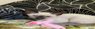 Martha