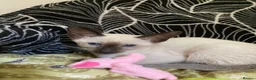 Siamese cats for sale: Siamese kittens - Advert 2