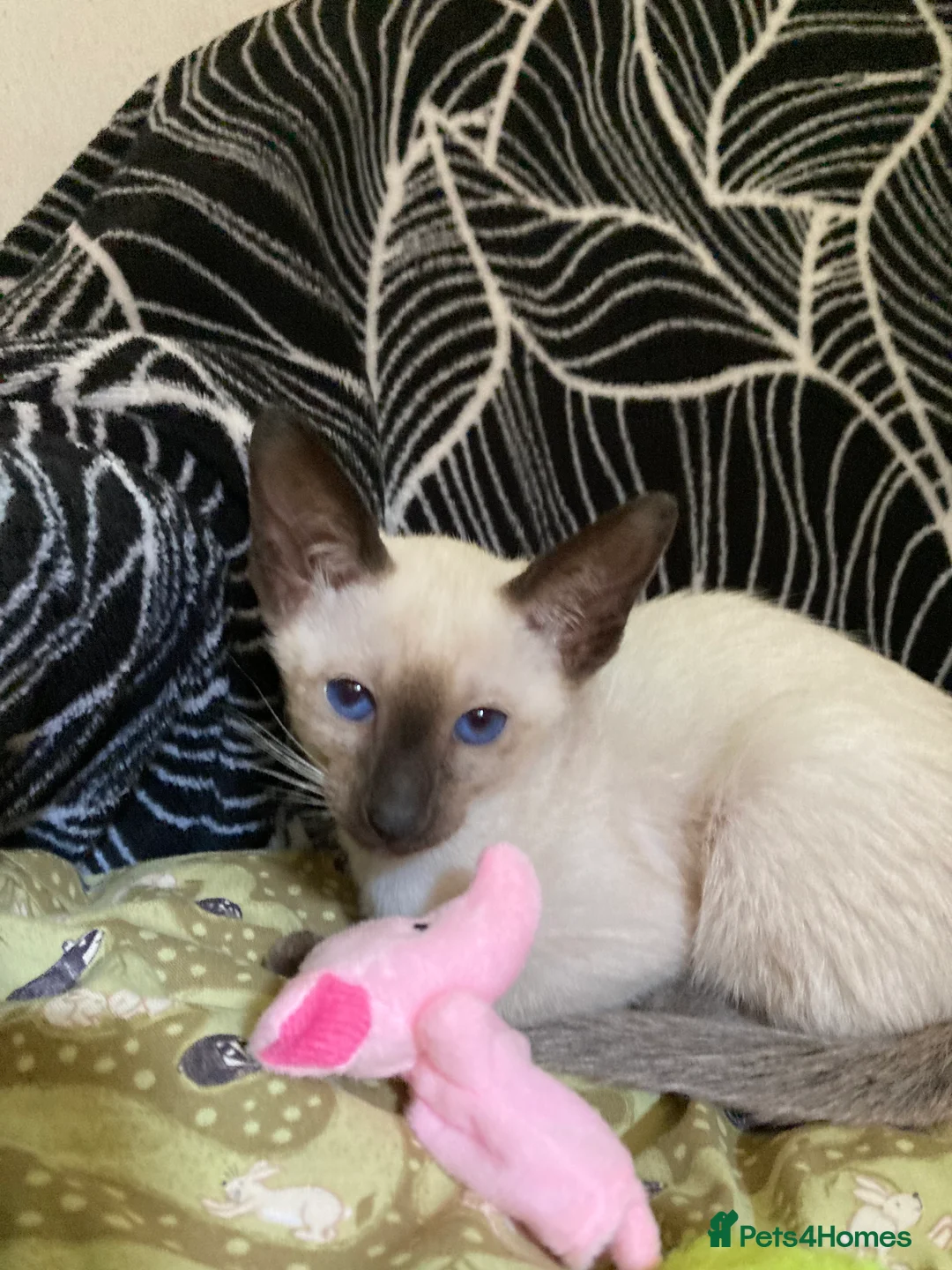 Siamese cats for sale: Siamese kittens - Advert 2