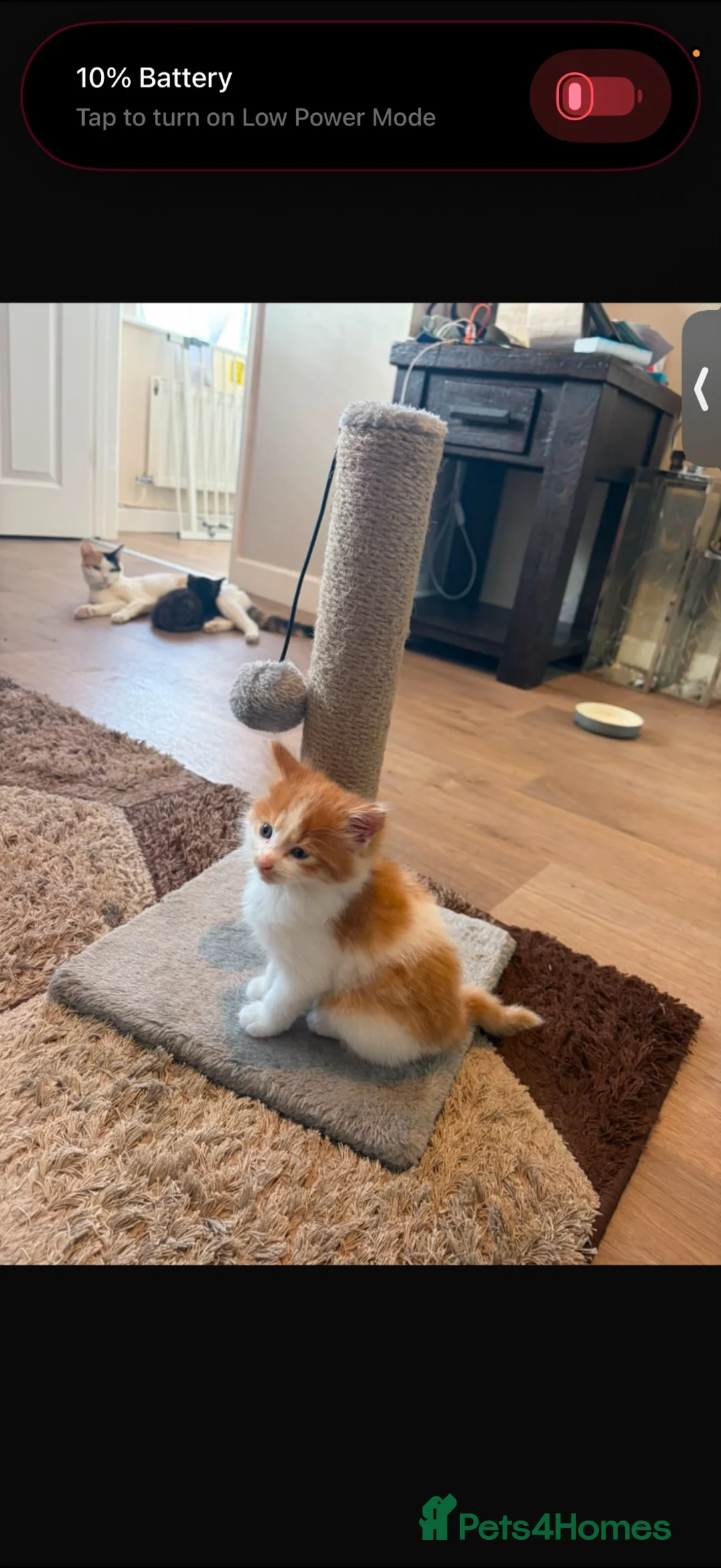 Mixed Breed cats for sale: 4 kittens  - Advert 5