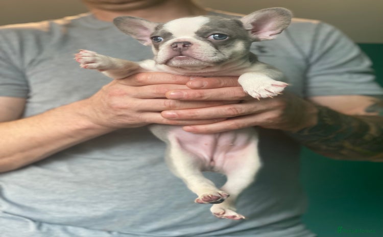 French Bulldog dogs - Advert 12