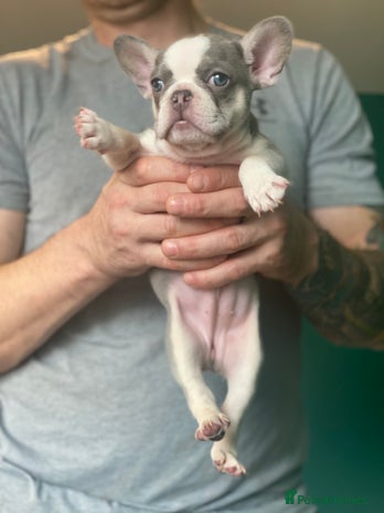 French Bulldog dogs - Advert 12