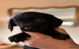 Cockerdor dogs for sale: Beautiful cockerdor puppies - Image 19
