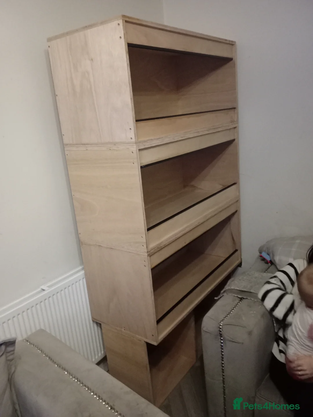 Python Snake reptiles for sale: Royal pythons plus vivariums full set up  - Advert 13