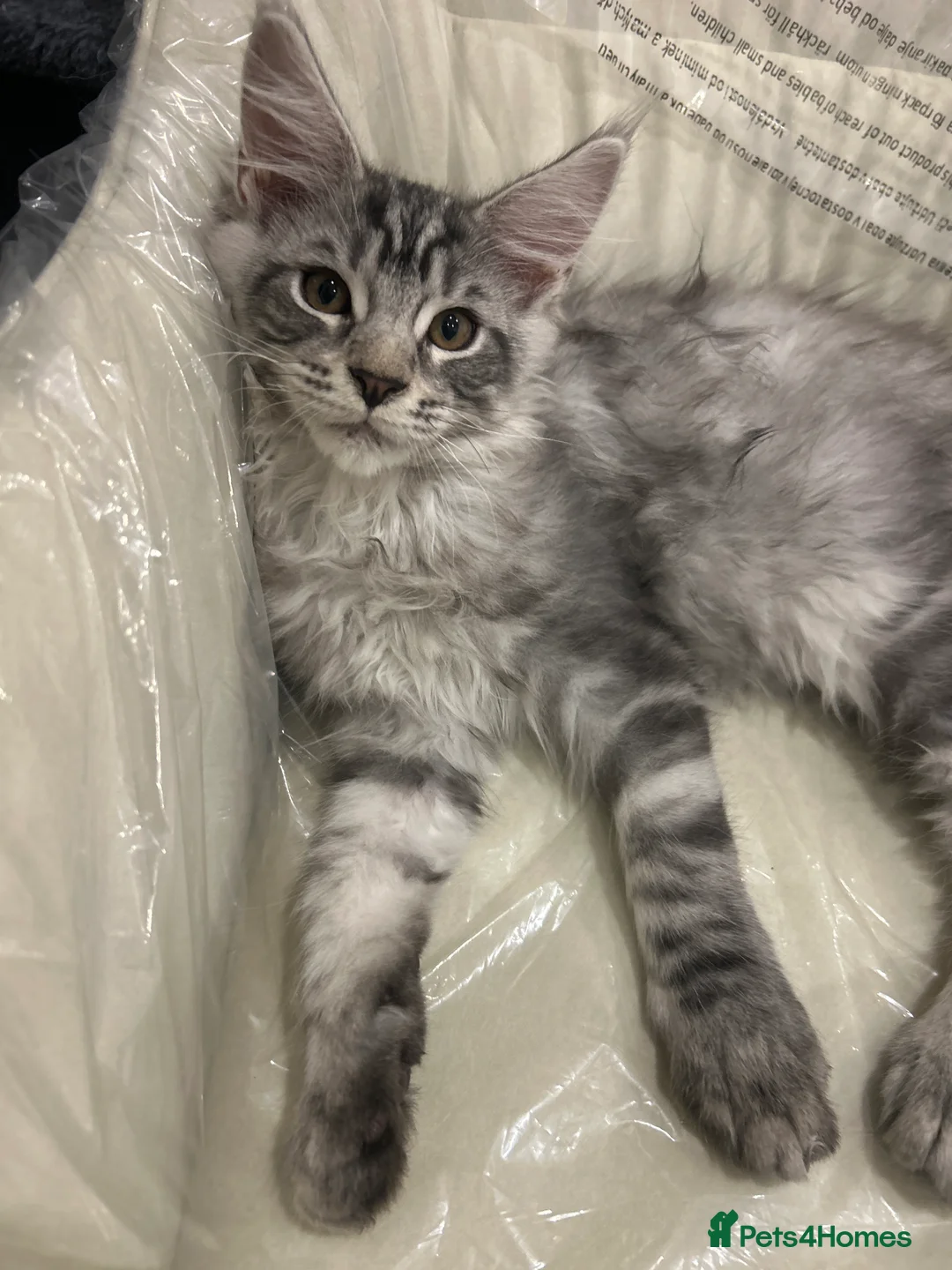 Maine Coon cats for sale: Maine Coon kittens  - Advert 3