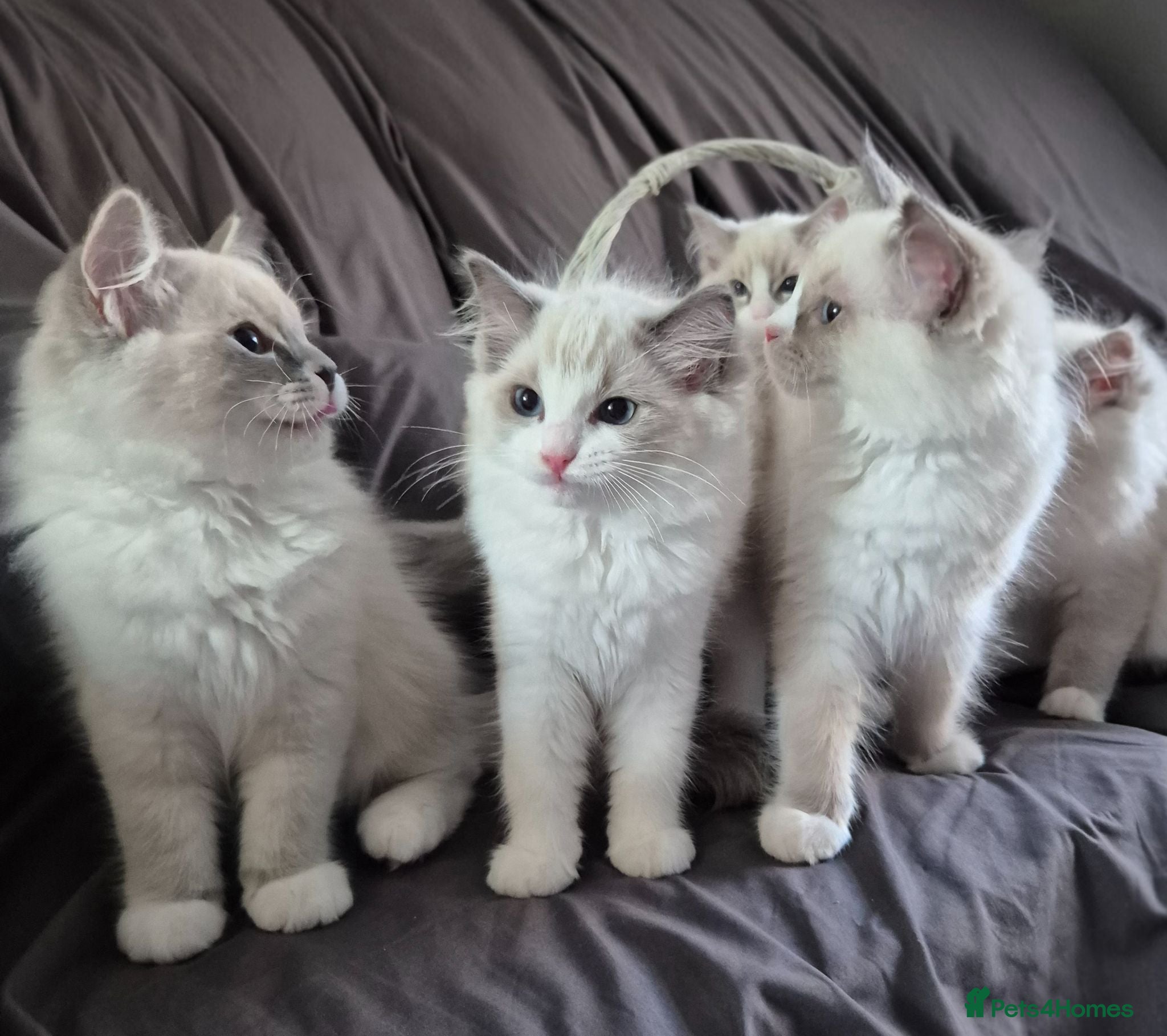Ragdoll cats Ragdoll females are looking for forever home - Advert 12