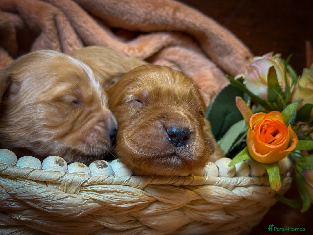 Golden Retriever dogs for sale: Beautiful Deep Red KC Golden Retrievers  - Advert 4